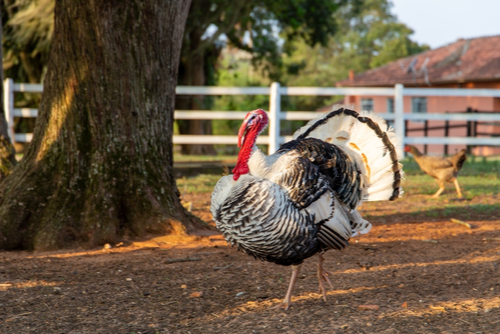 A turkey outdoors